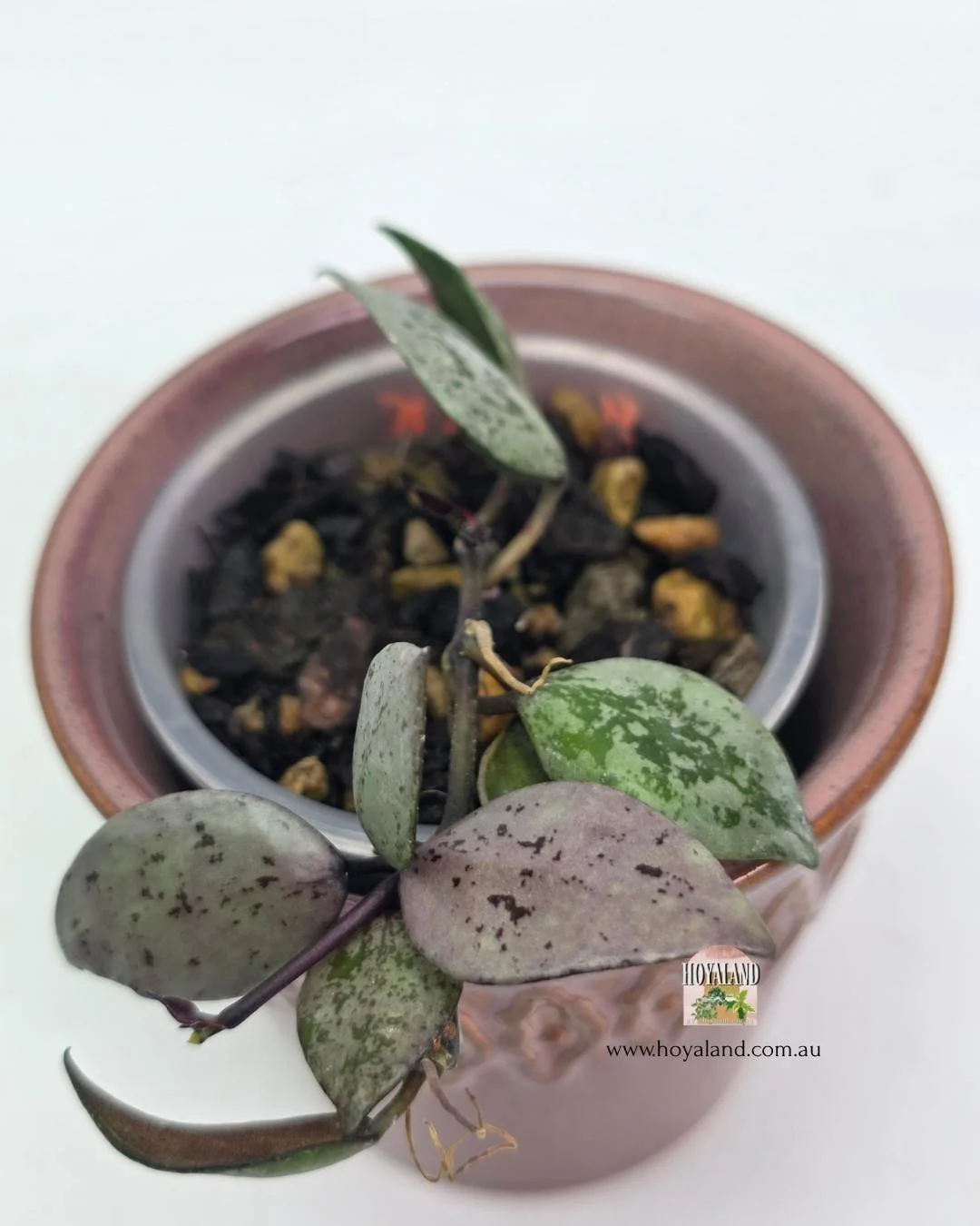 Hoya black aurora 2jpg (5).jpg