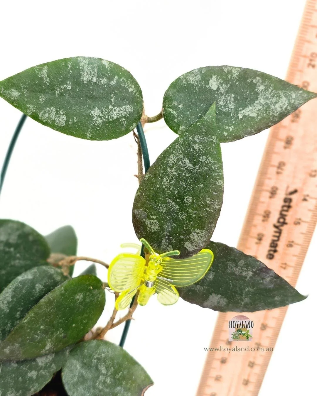 Hoya caudata small leaf.jpg