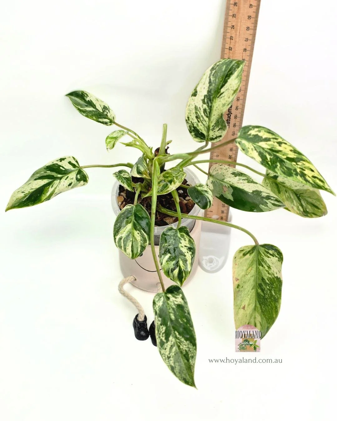 Philodendron emerald queen (2).jpg