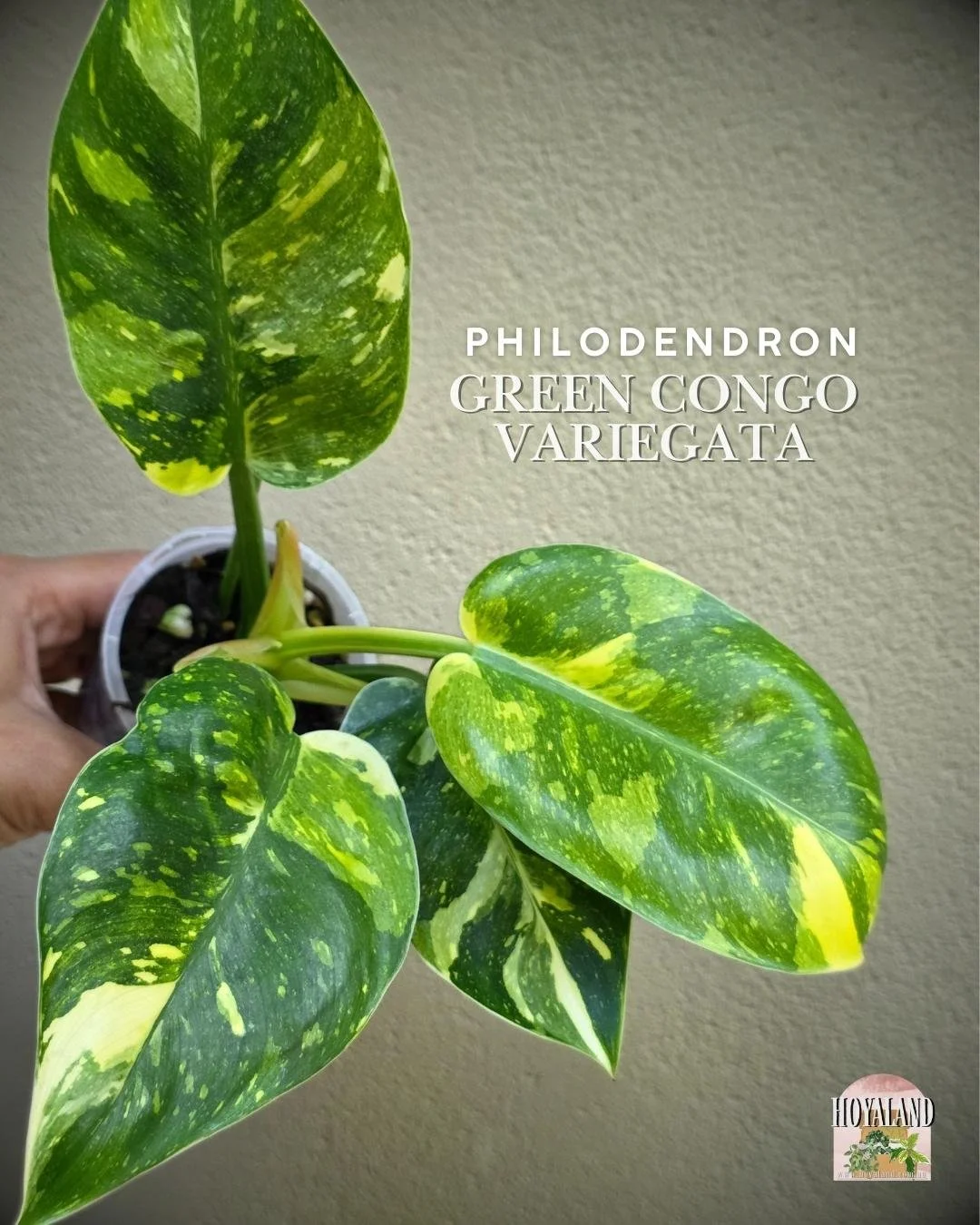 Philodendron green congo variegata a (10).jpg