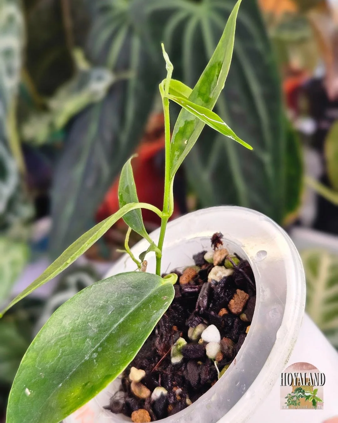Hoya chloroleuca (5).jpg