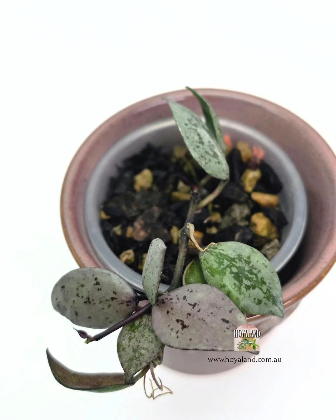 🍂  Hoya lacunosa 'Black Aurora' B