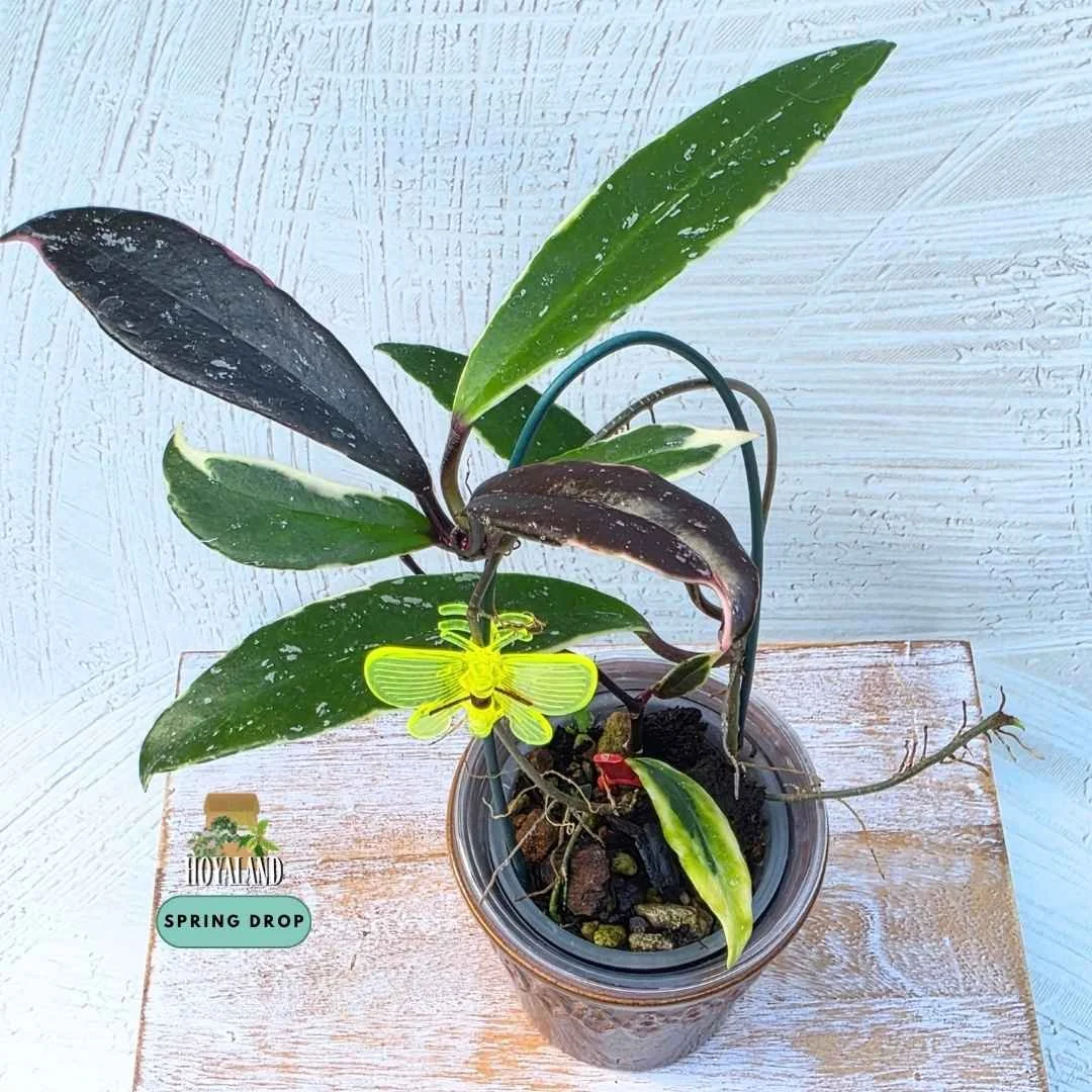 Established Hoya pubicalyx Pink Silver Albo showing lanceolate leaves with creamy-white outer borders and pink-blushed silver splash
