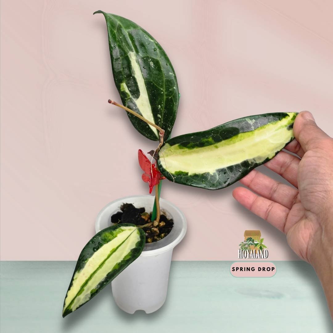 Established small Hoya latifolia Queensy showing feminine leaves with green centres and soft creamy yellow variegation