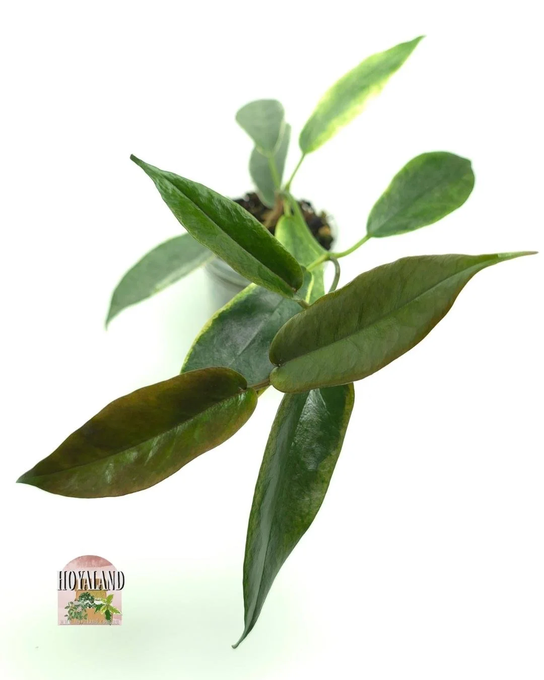 Hoya archoboldiana albo (4).jpg