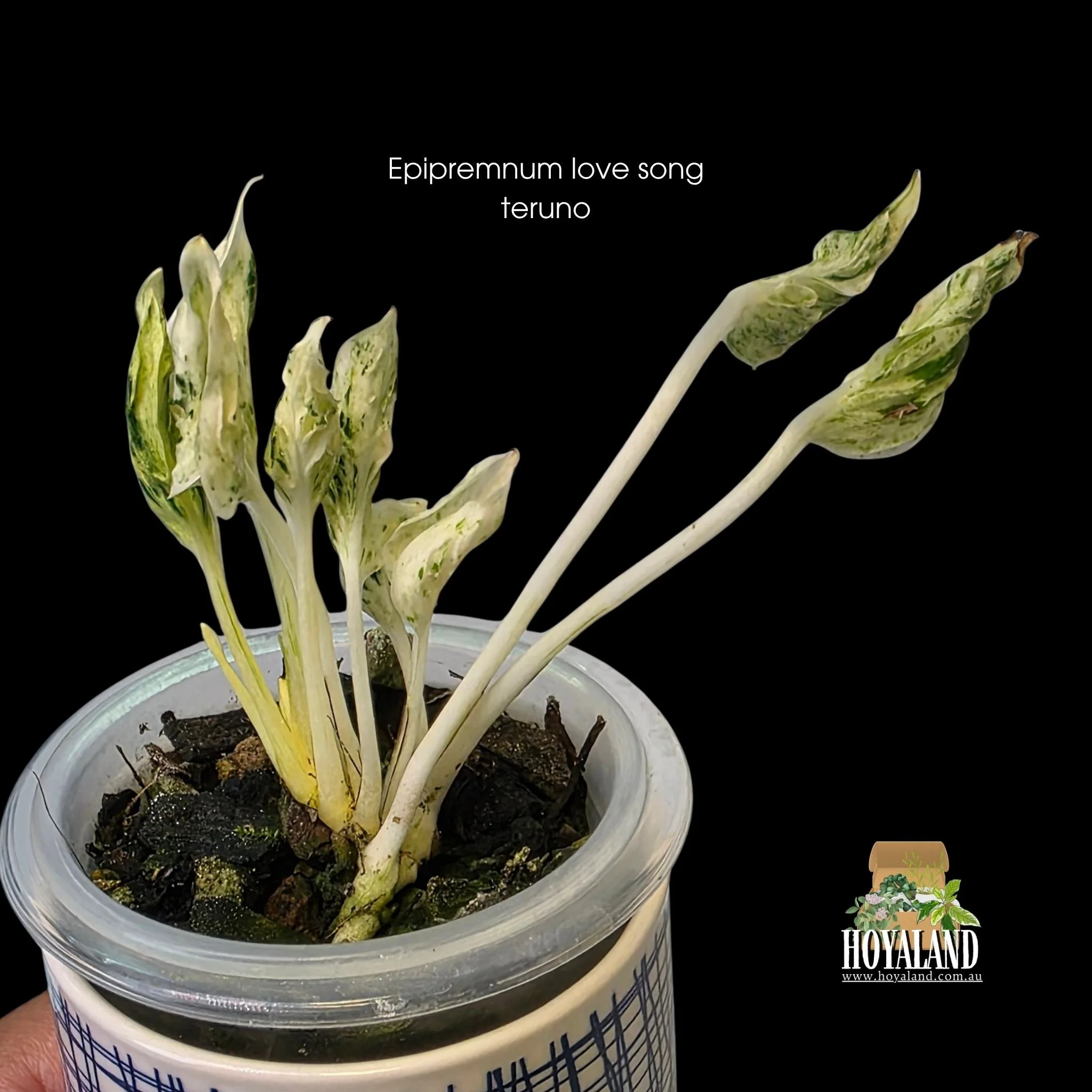 ⛄ Epipremnum 'Teruno Love Song' Variegated | Established Rare Specimen
