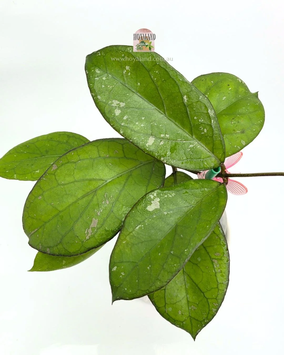 Hoya Priktai (3).jpg