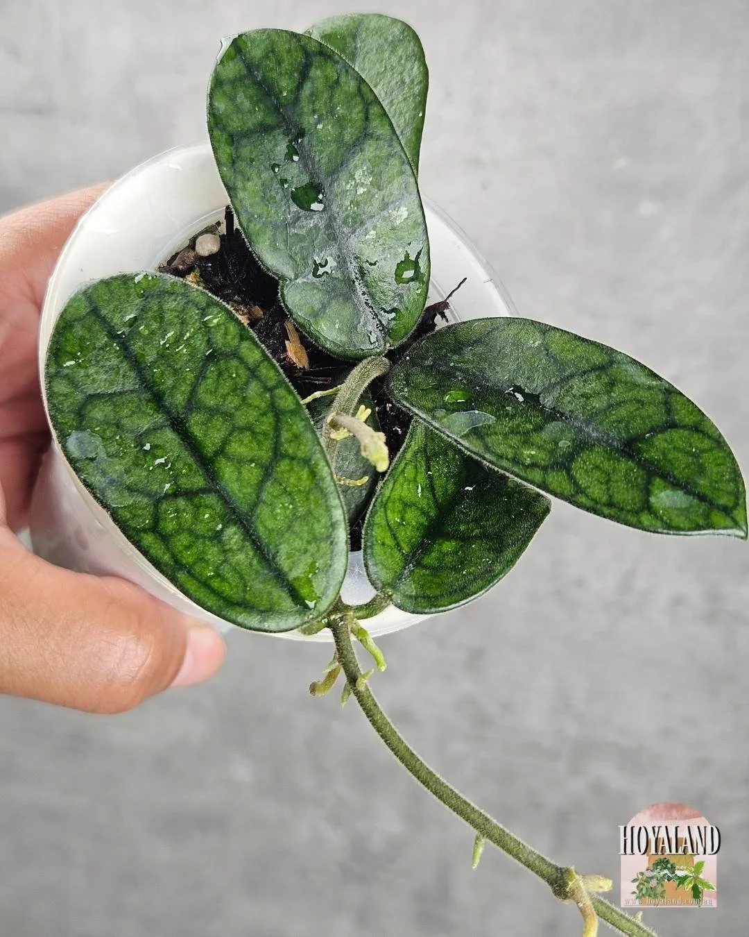 Hoya sichuanensis a (1).jpg
