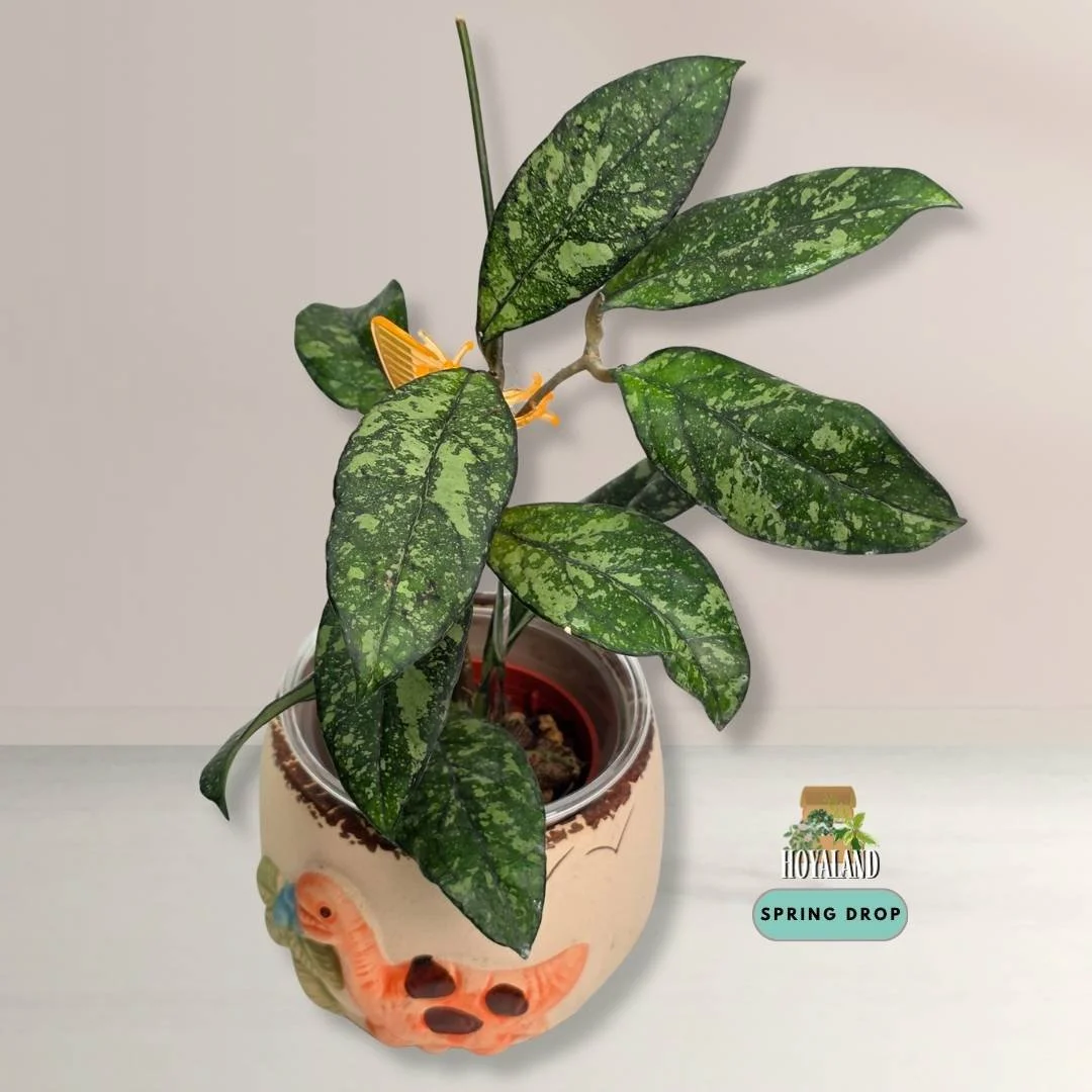 Hoya crassipetiolata splash (5).jpg
