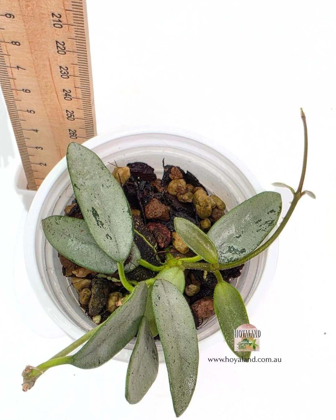 Hoya lima silver (4).jpg