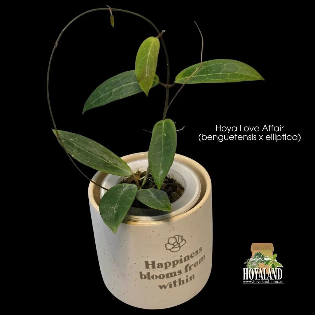 Hoya Love Affair benguetensis x elliptica hybrid showing heavily veined thick lance-shaped foliage