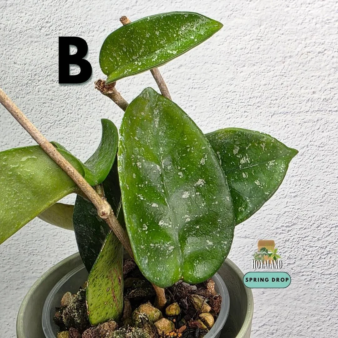 Shop rare Hoya carnosa Starry Night at Hoyaland. Established collector specimen with dark succulent foliage and dense starry silver splash. Express Mon/Tue.
