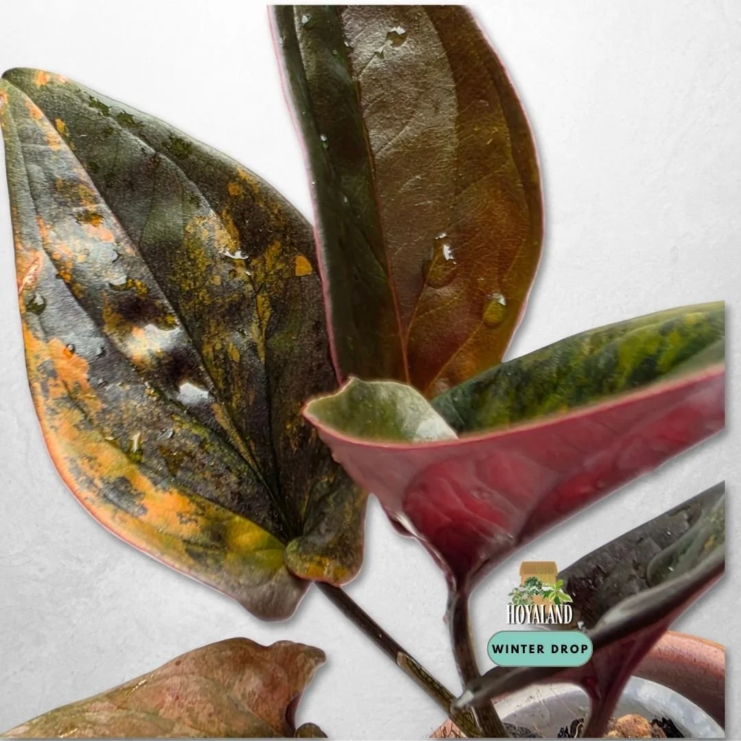 Established Syngonium Red Arrow Variegata with dark foliage, ruby backs, and gold to pink splash