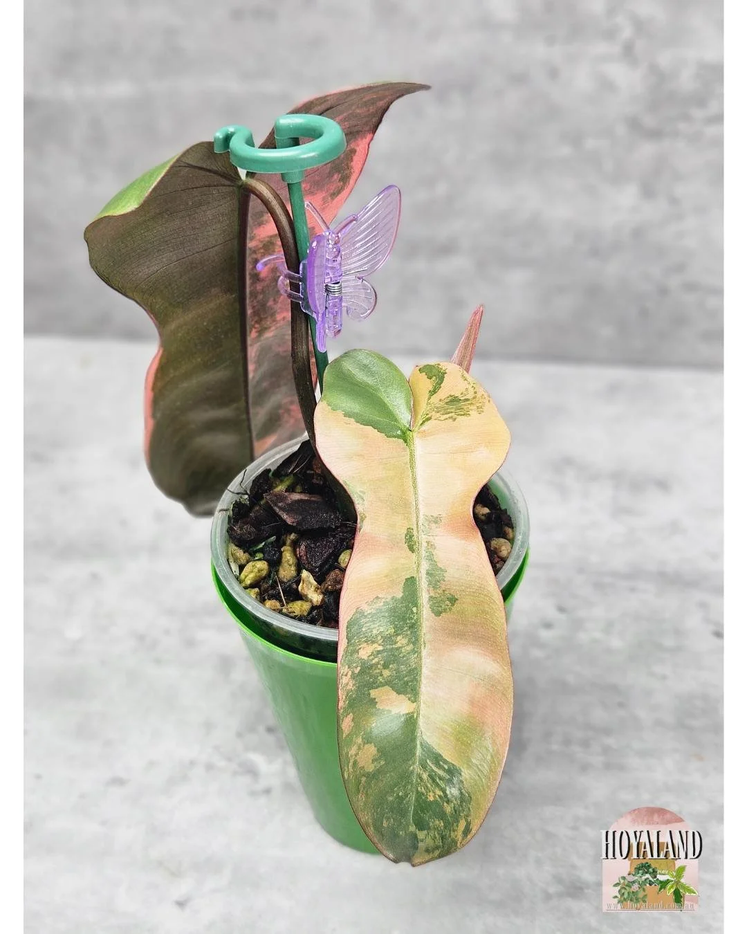 Philodendron Brown Beauty (6).jpg