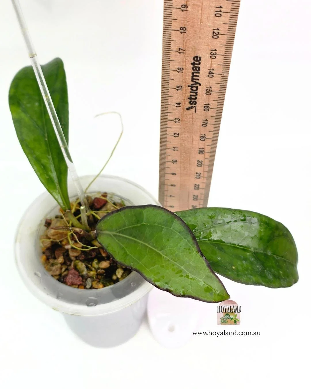 Hoya swiffers treat.jpg