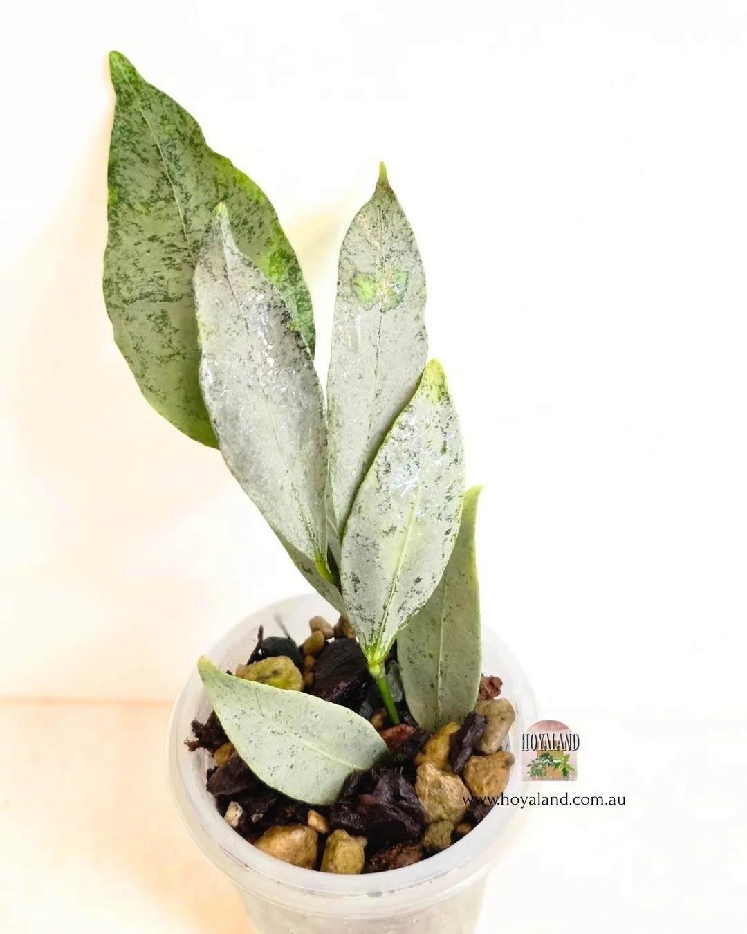 Hoya amicabilis silver (3).jpg