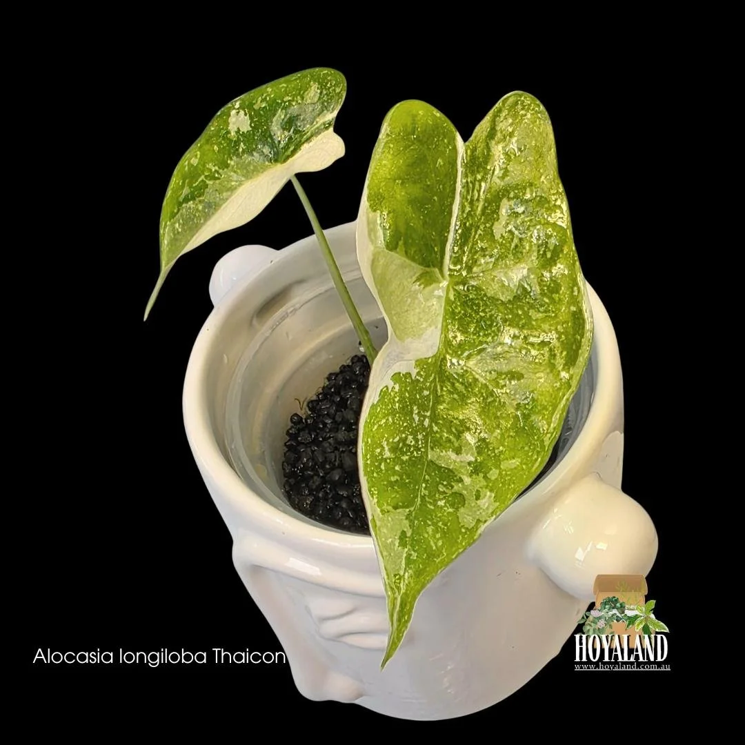 ⛄  Alocasia Longiloba Thai Constellation