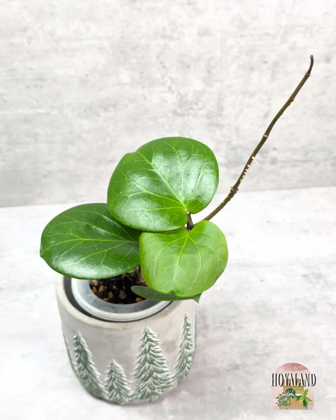 Hoya Rhiannon (5).jpg