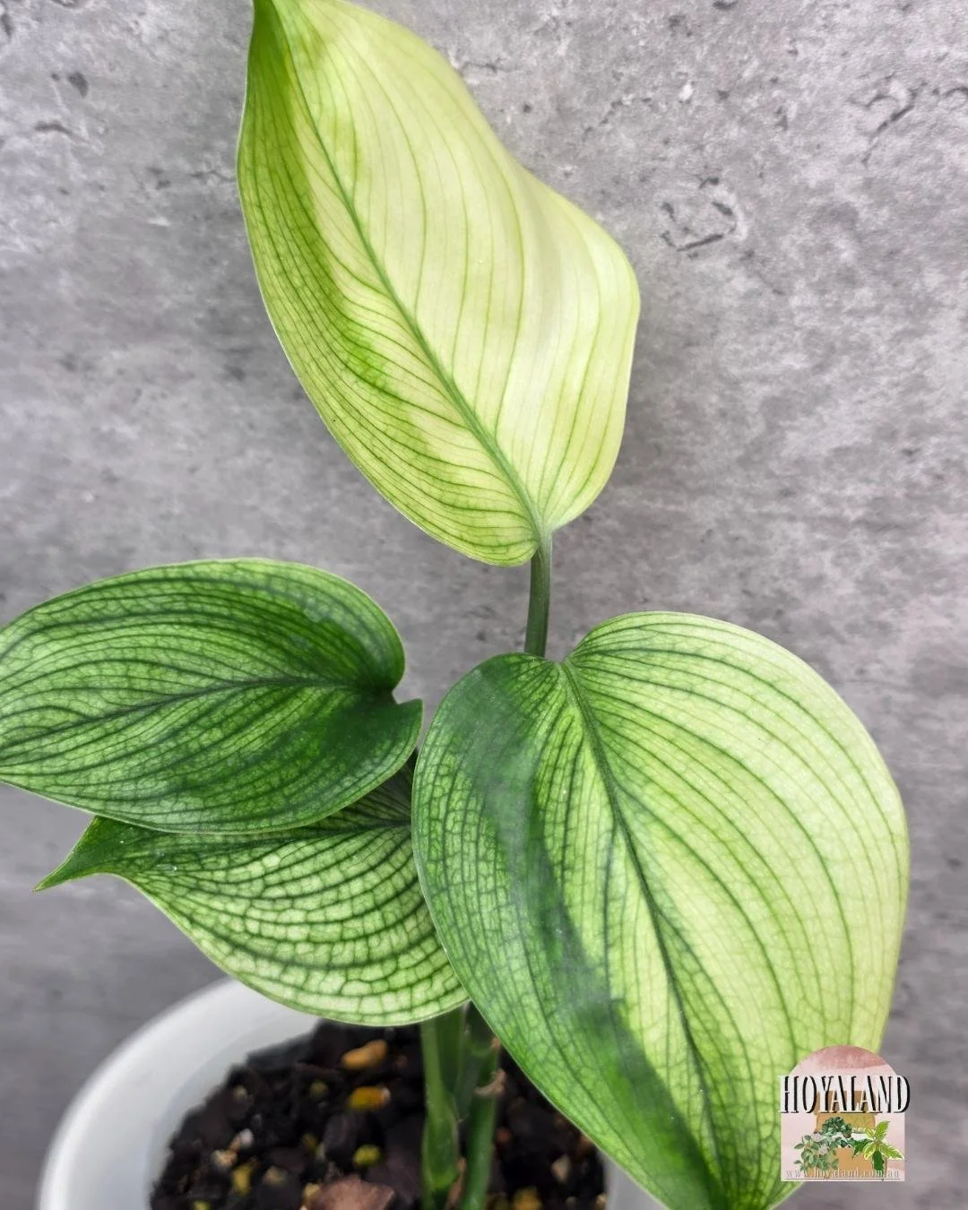 🌞 Rare Scindapsus White Monster - Medium🎇