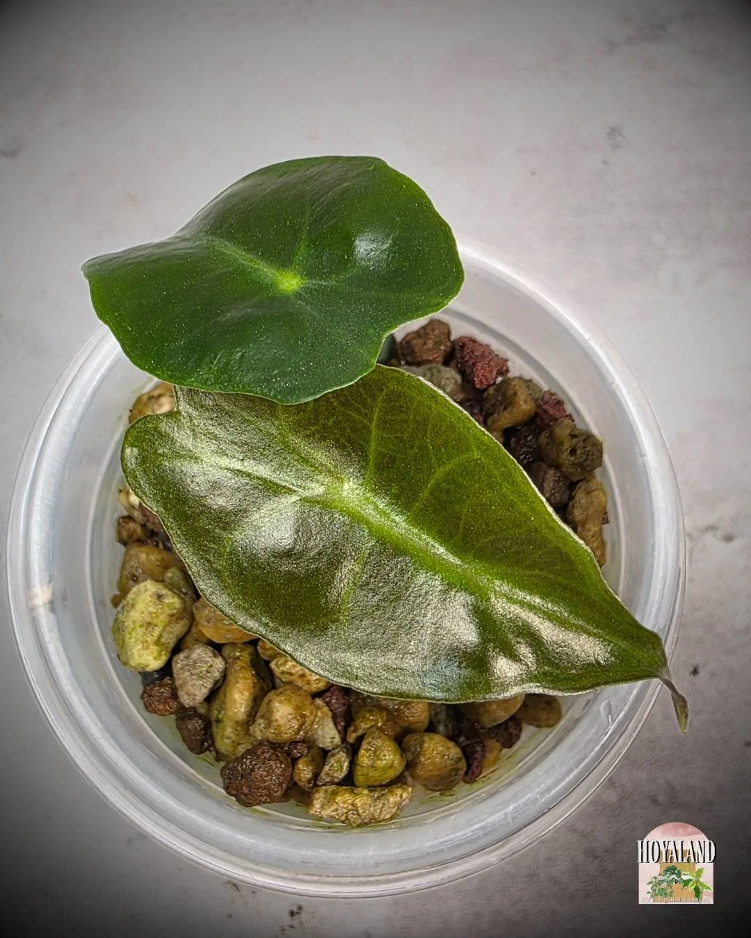 Alocasia venom corm (5).jpg