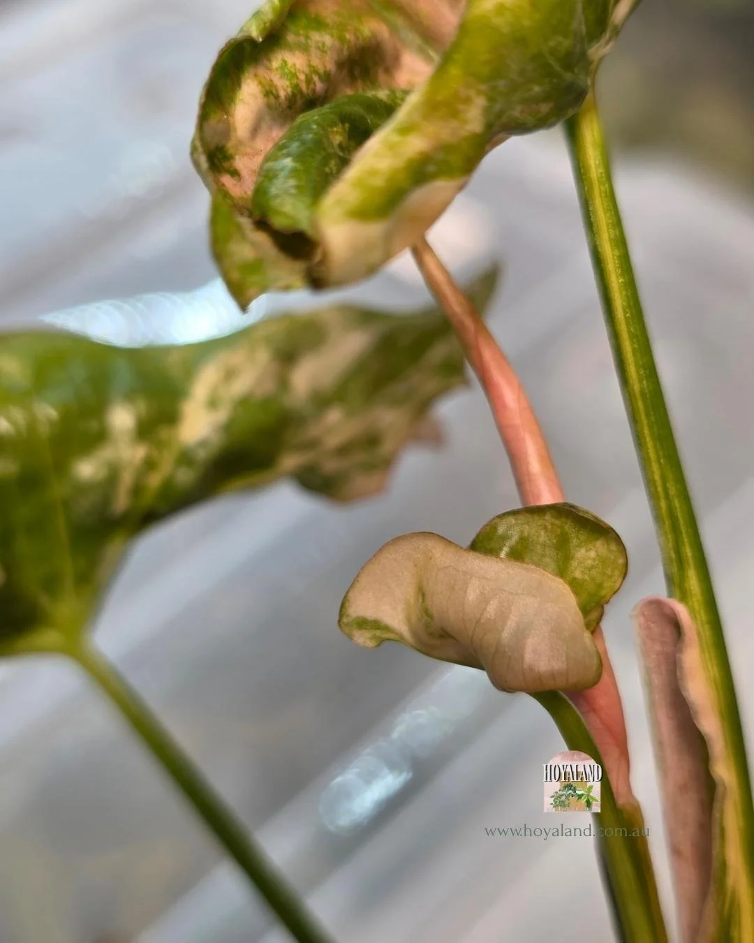 Syngonium confetii mutation (4).jpg