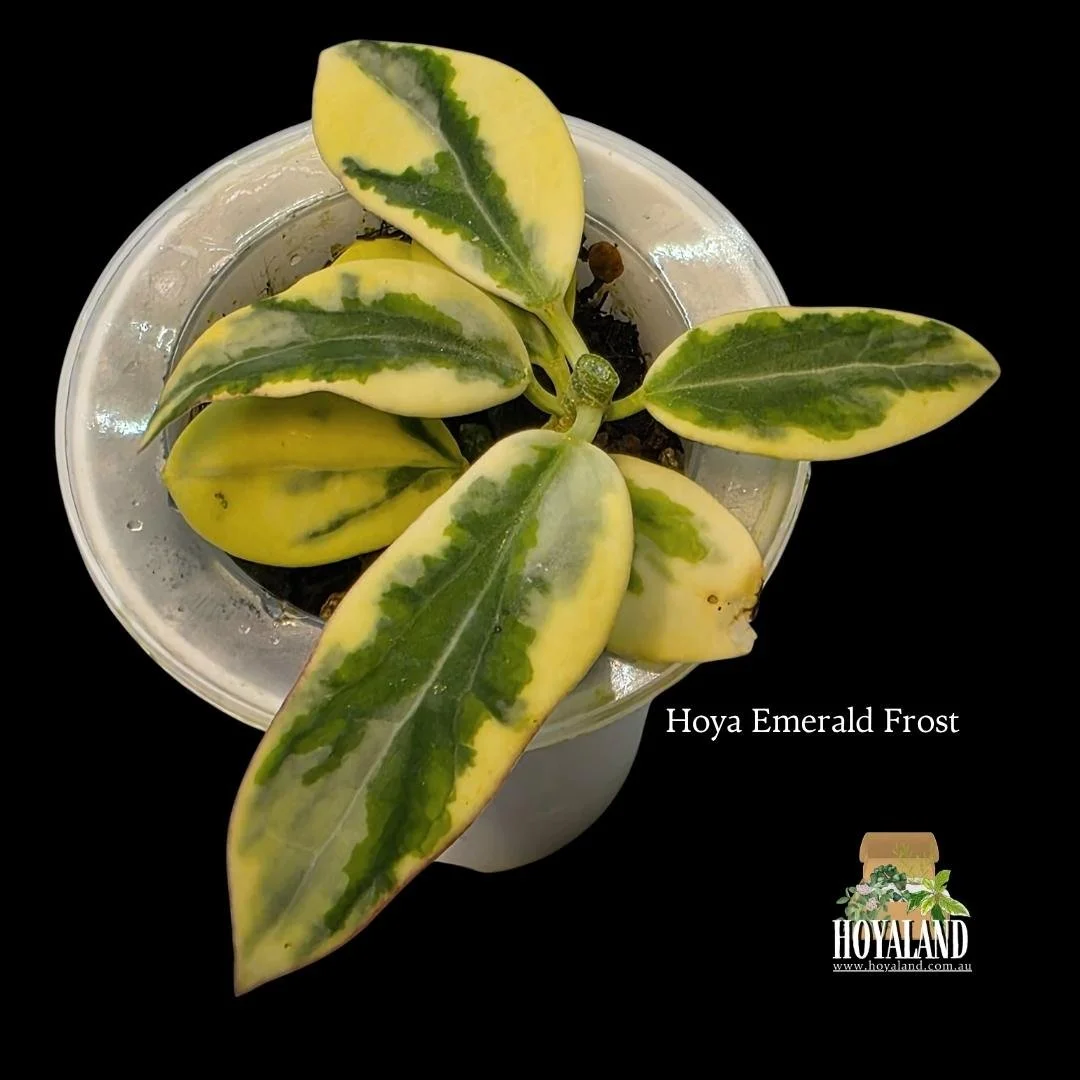 Hoya Emerald Frost.jpg