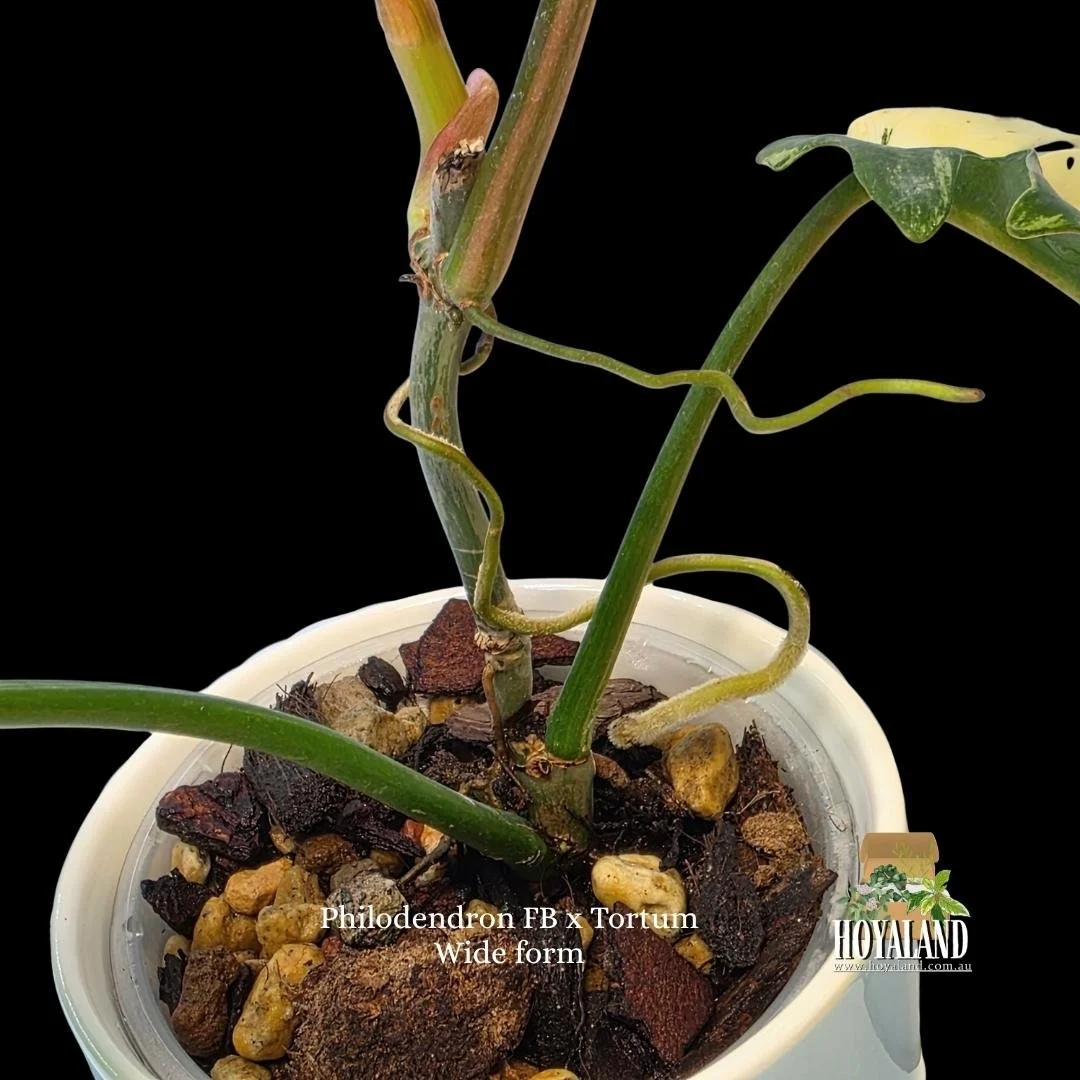 Philodendron FB x Tortum Wide form (5).jpg