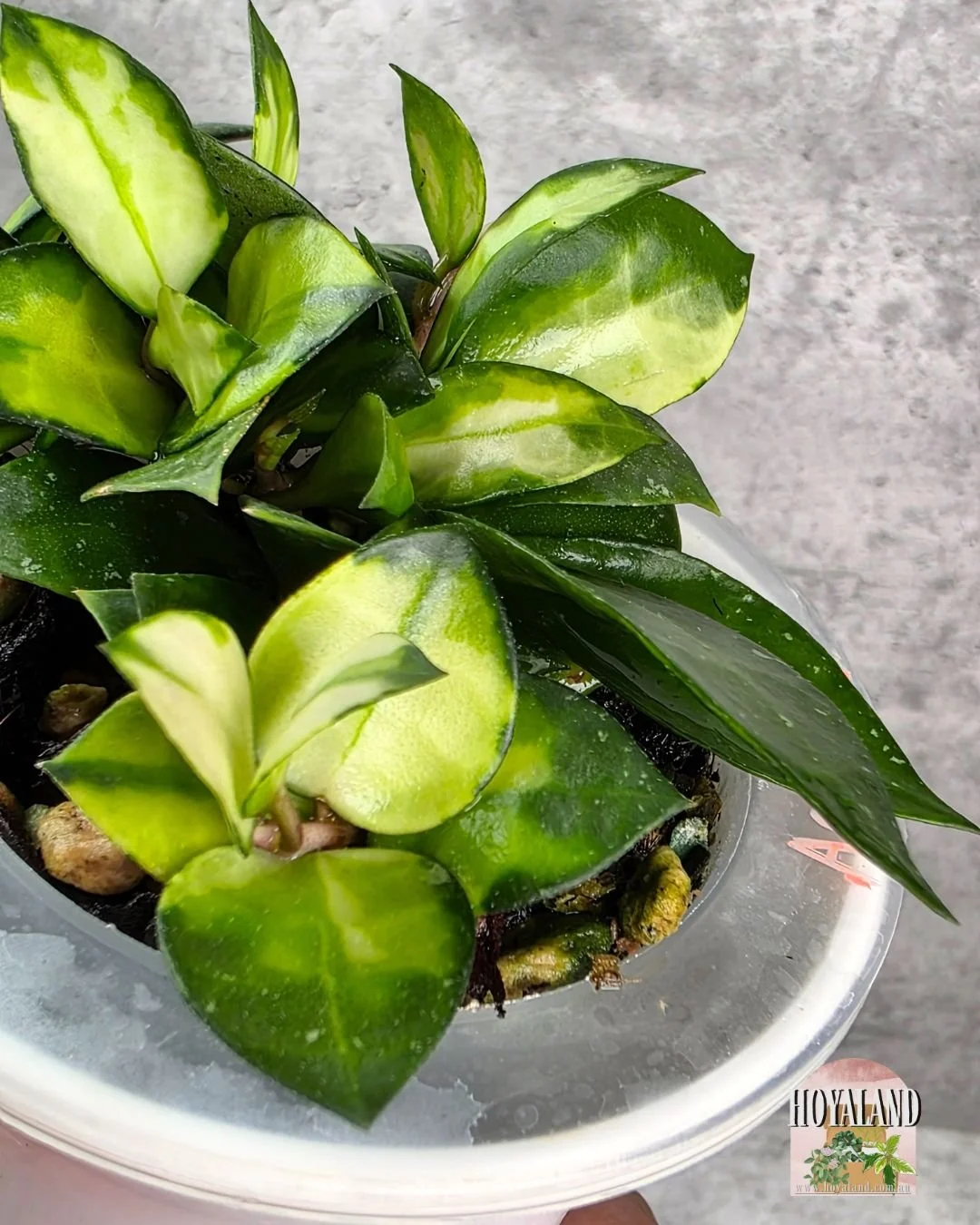 Hoya lacunosa asami reverse (3).jpg