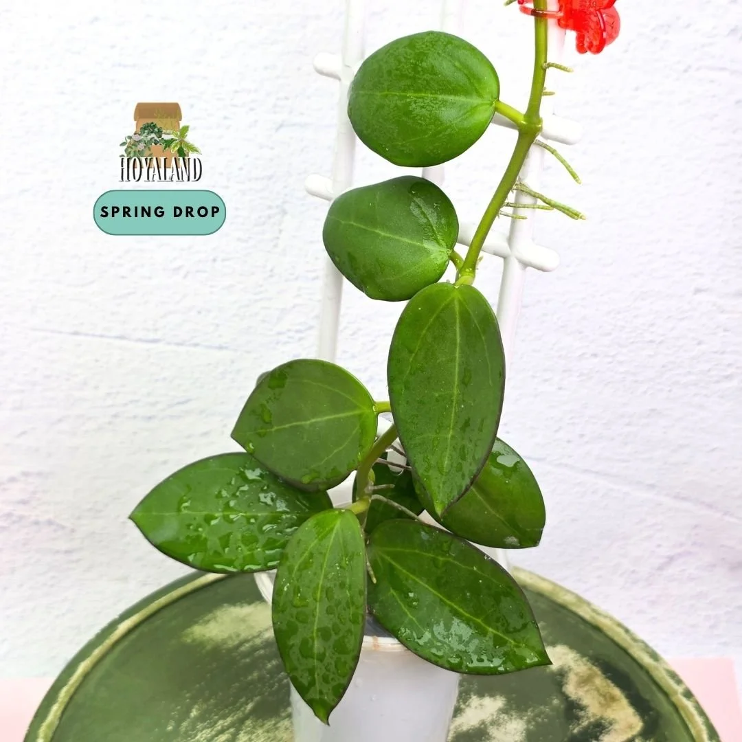 Established Hoya sp Para Green climbing vine showing thick succulent round disc leaves, deep emerald lamina, and active climbing growth