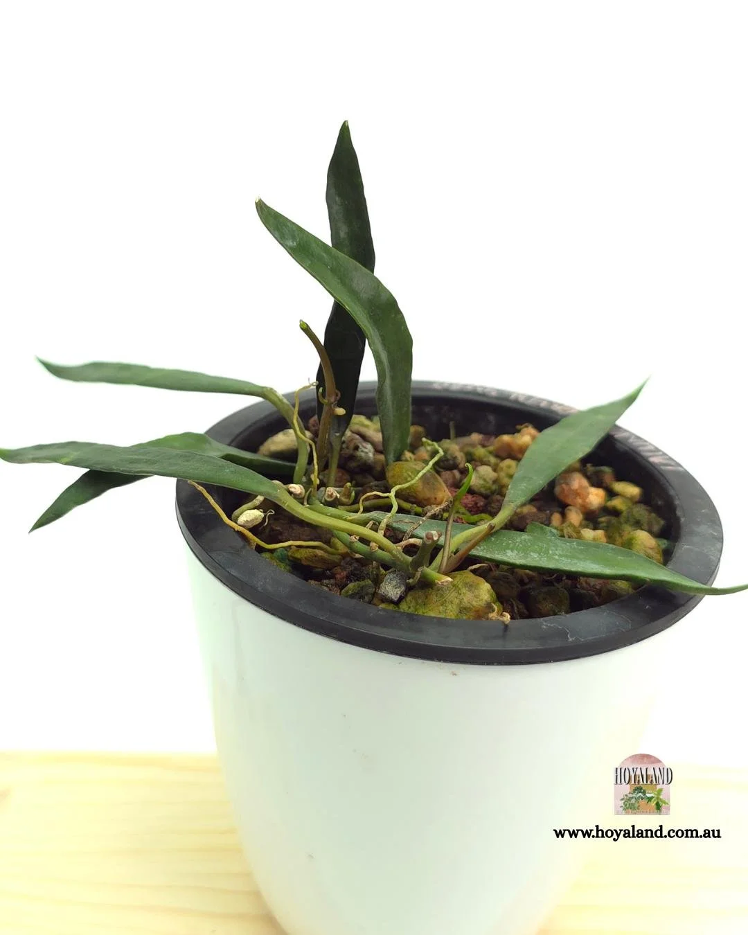 Hoya lacunosa green swords (3).jpg