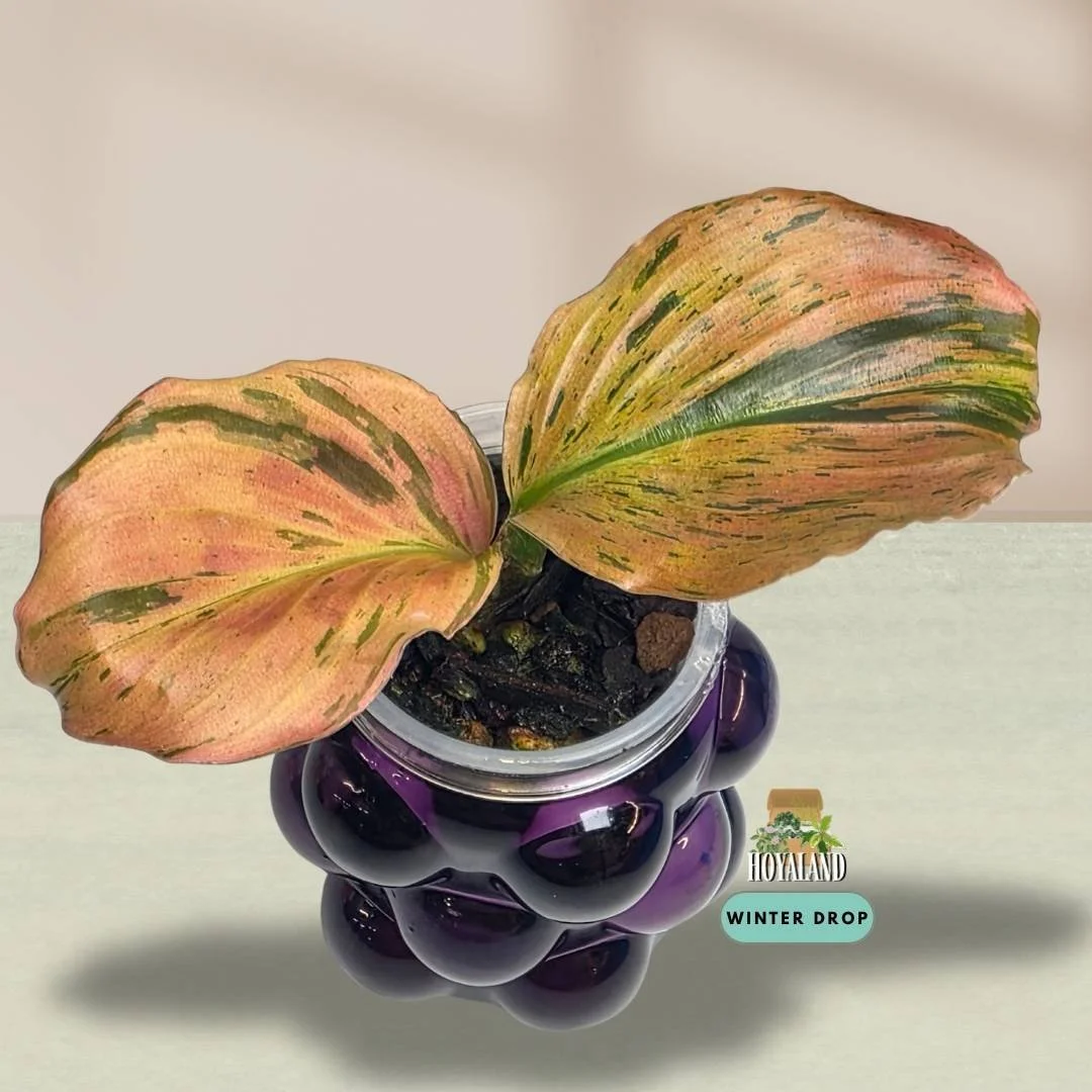 Established Kaempferia pulchra Variegata showing intricate green, orange, bronze, and pink variegated patterns