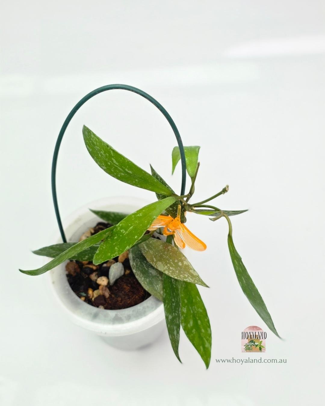 Hoya lacunosa laos (2).jpg