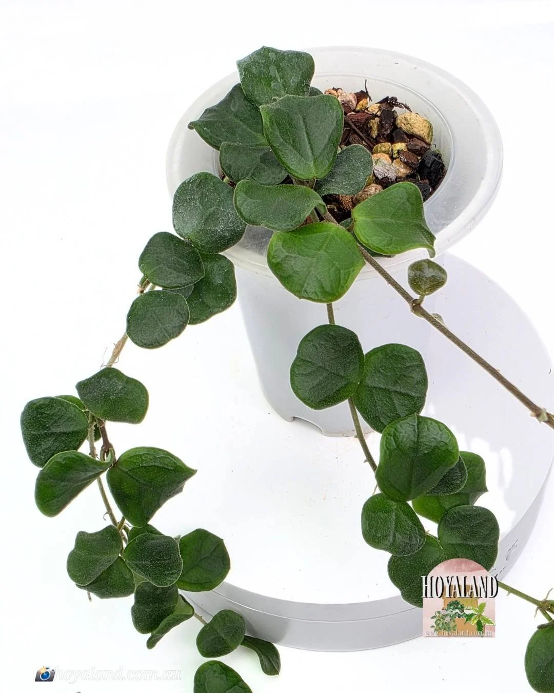 Hoya obcordata (2).jpg