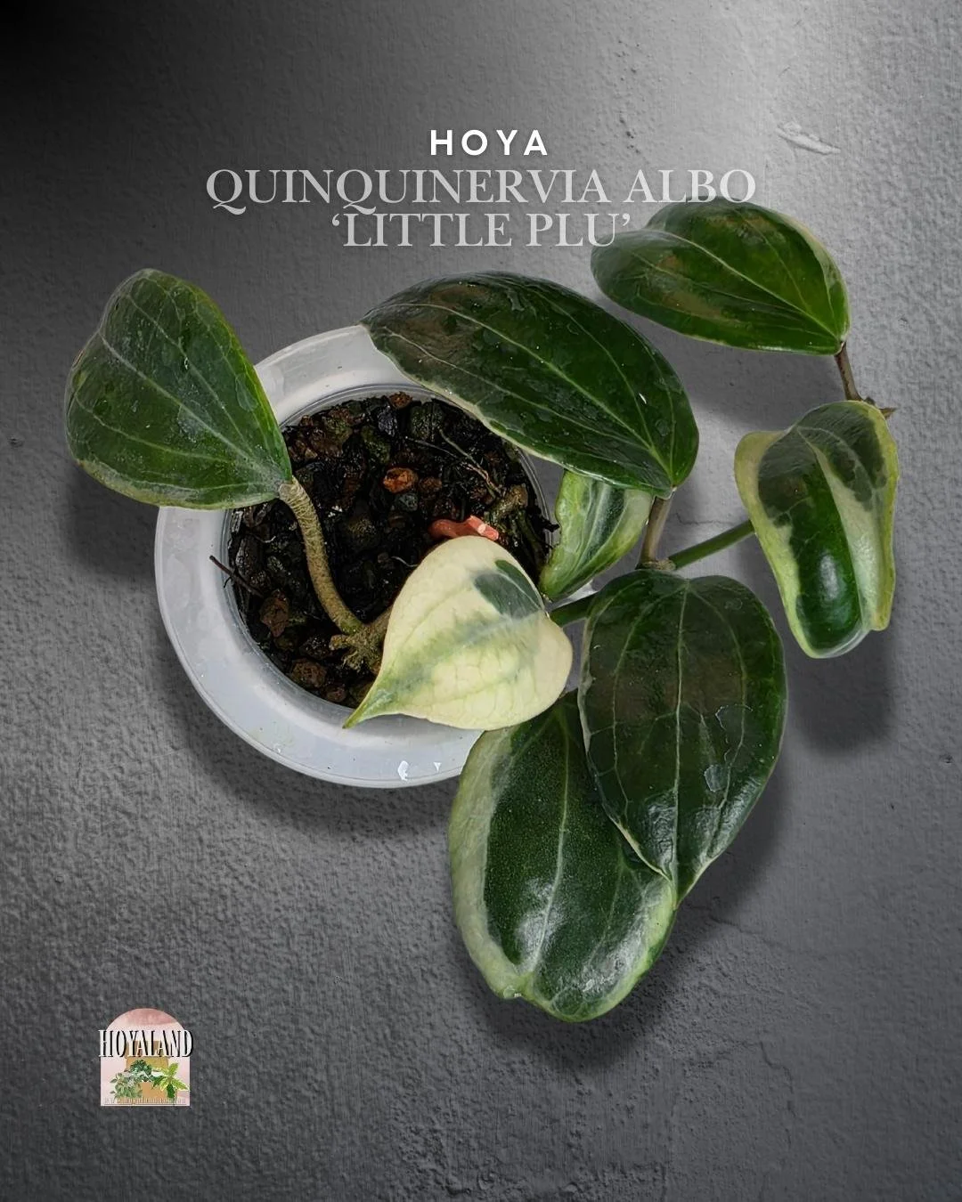 Hoya quinquinervia albo.jpg