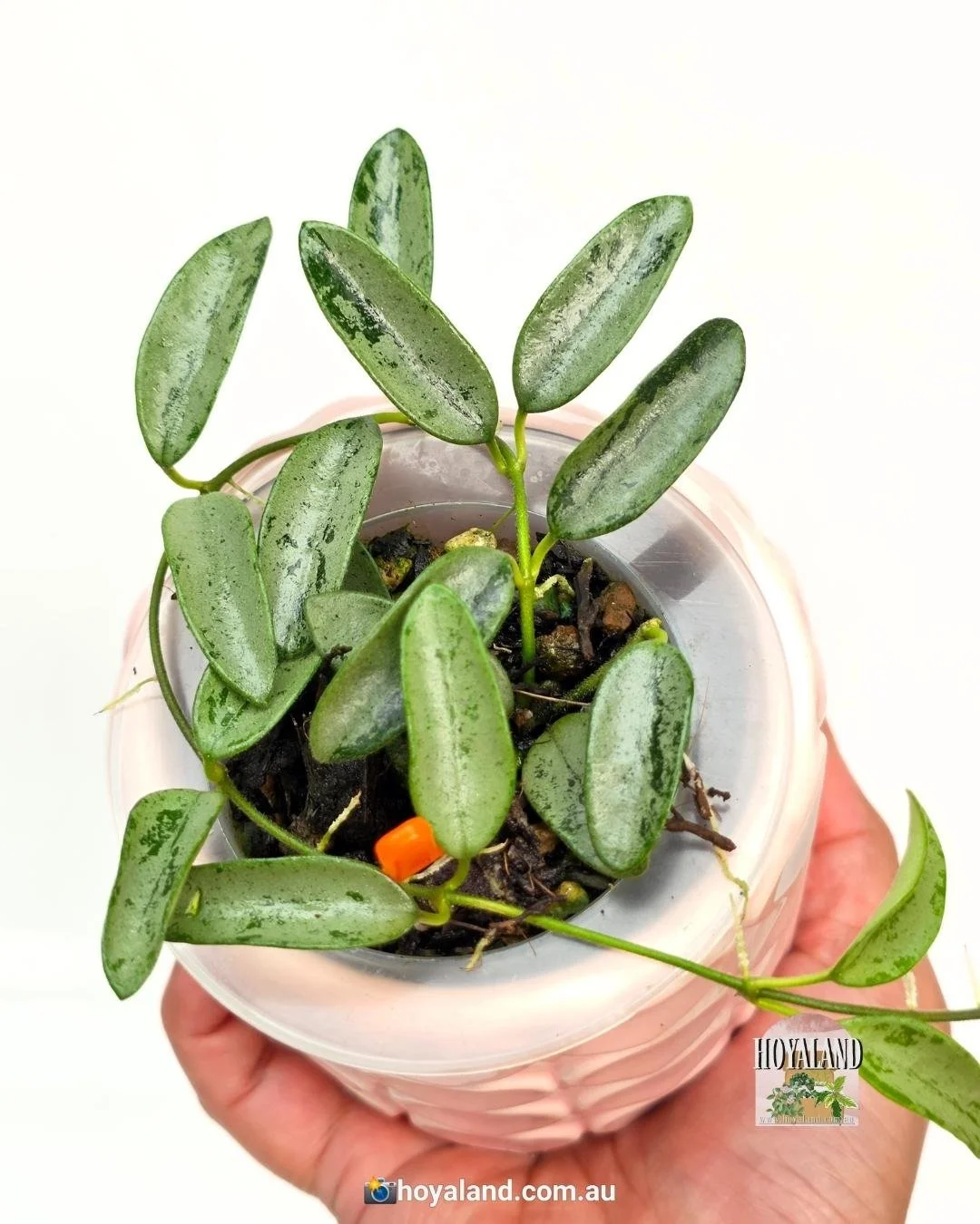 🌞  Ultra rare small leaf Hoya lima silver 🩷