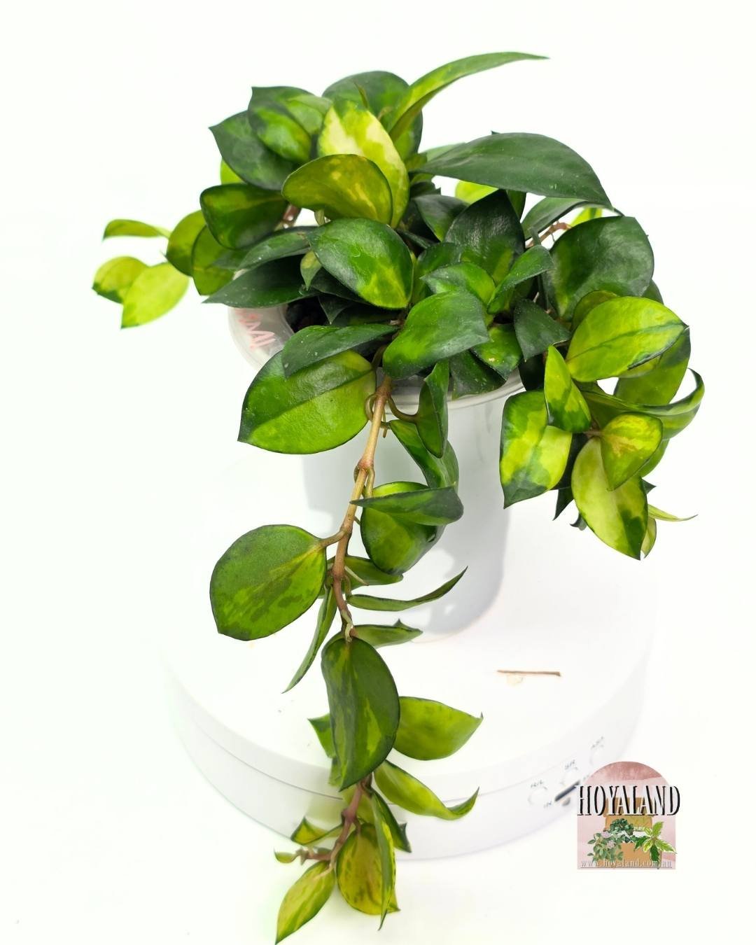 Hoya lacunosa asami reverse (4).jpg