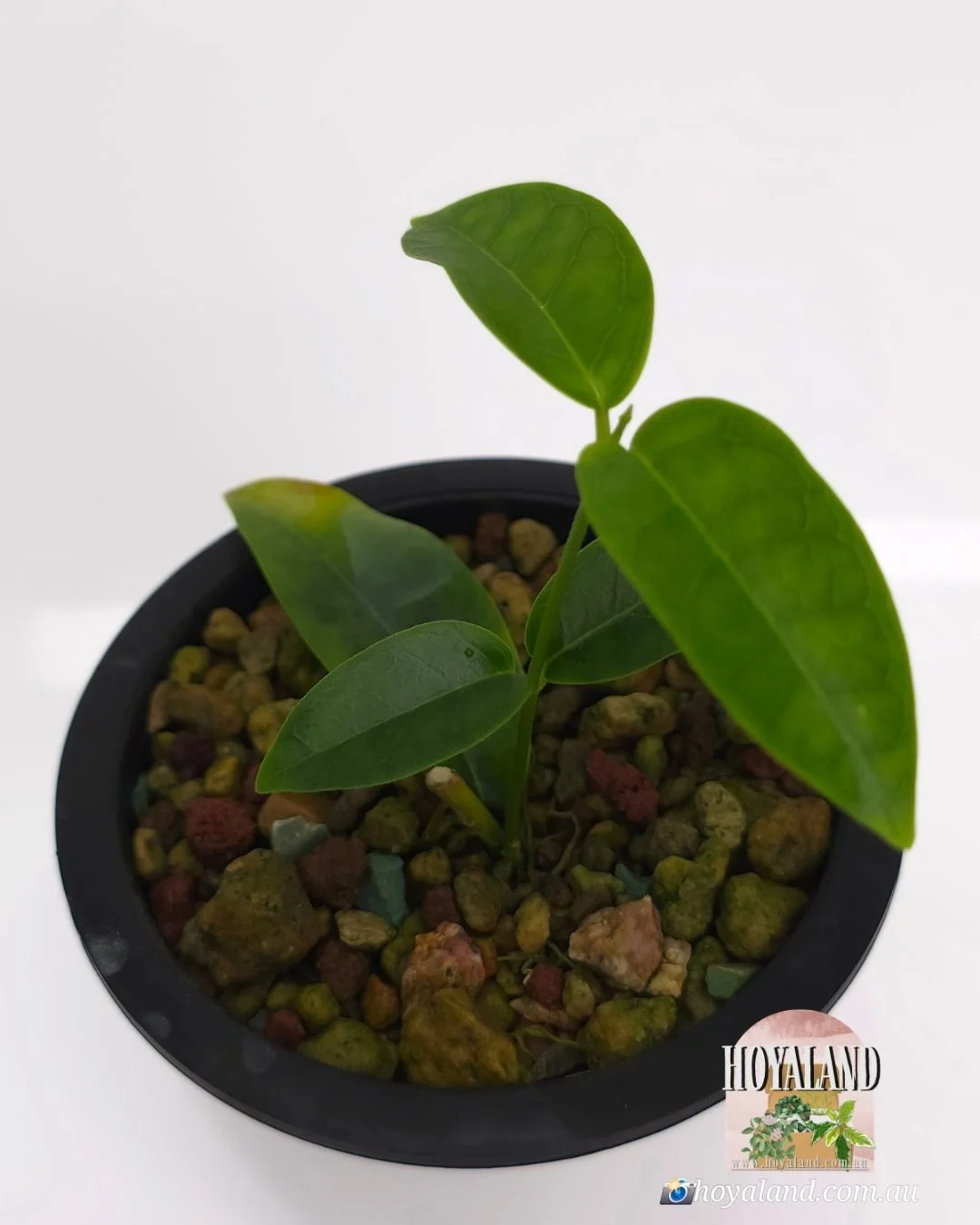 Hoya Bruno queen (4).jpg