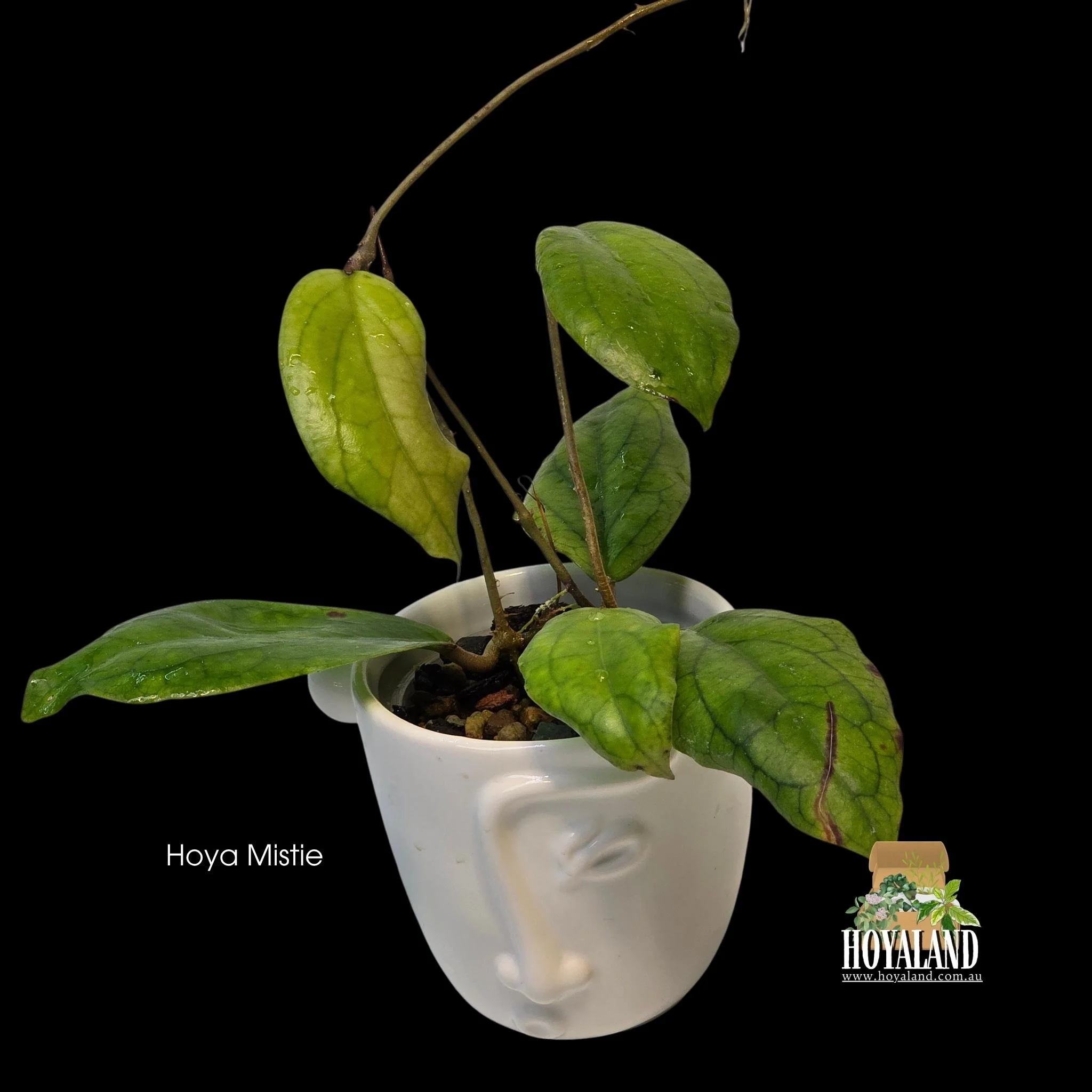 Hoya Mistie (3).jpg