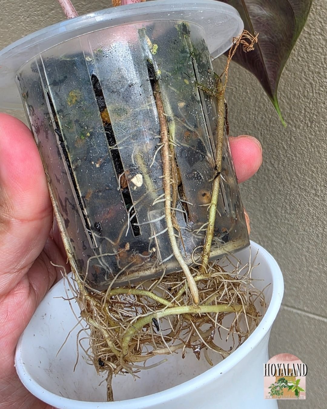 Alocasia nairobi nights aurea (6).jpg