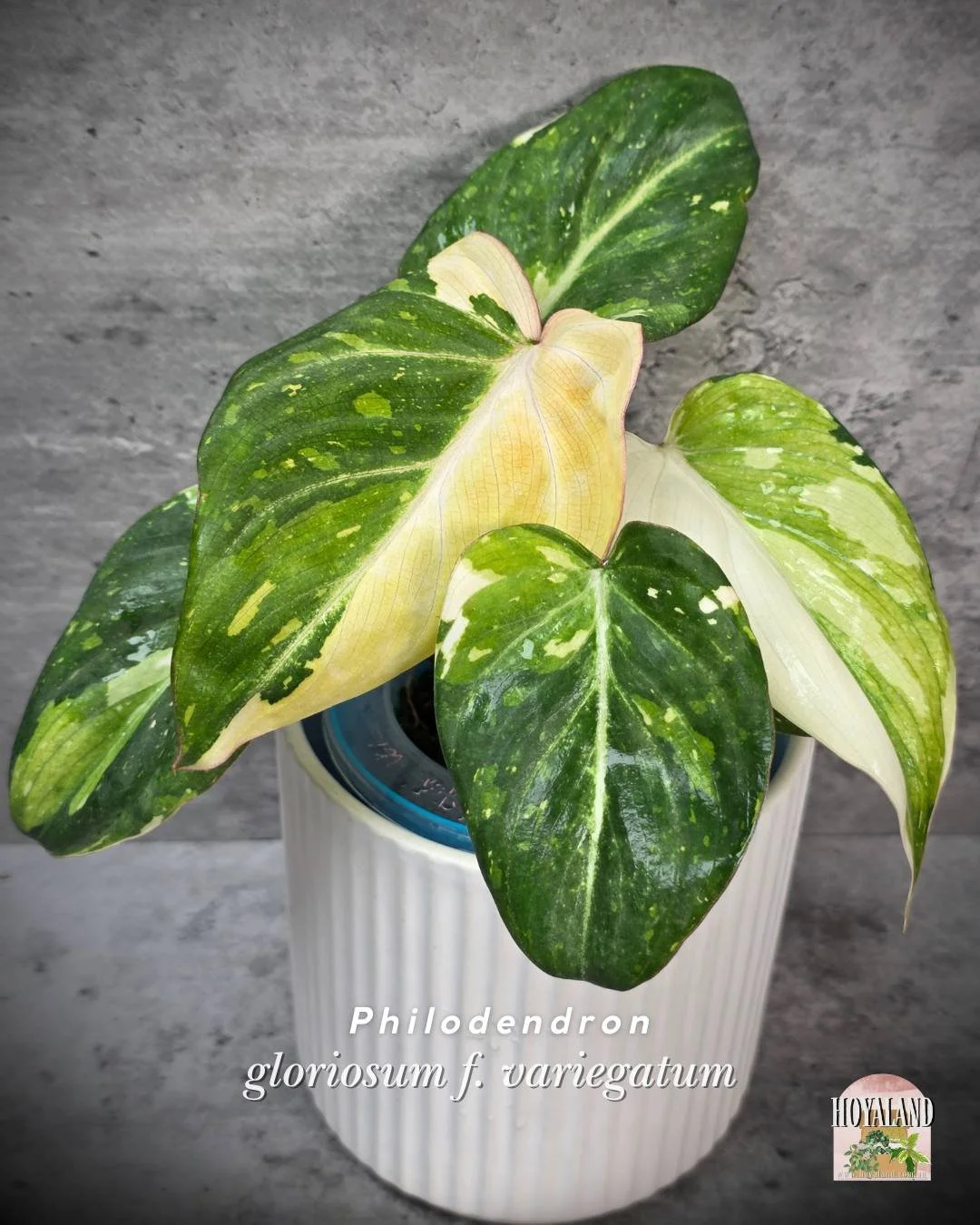 Philodendron gloriosum var.jpg