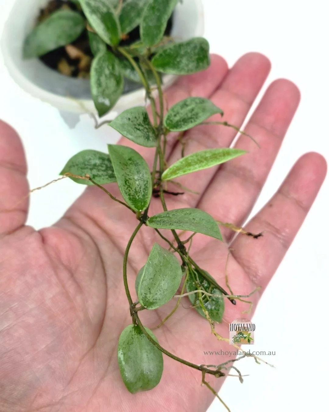 Hoya aff picta silver (2).jpg