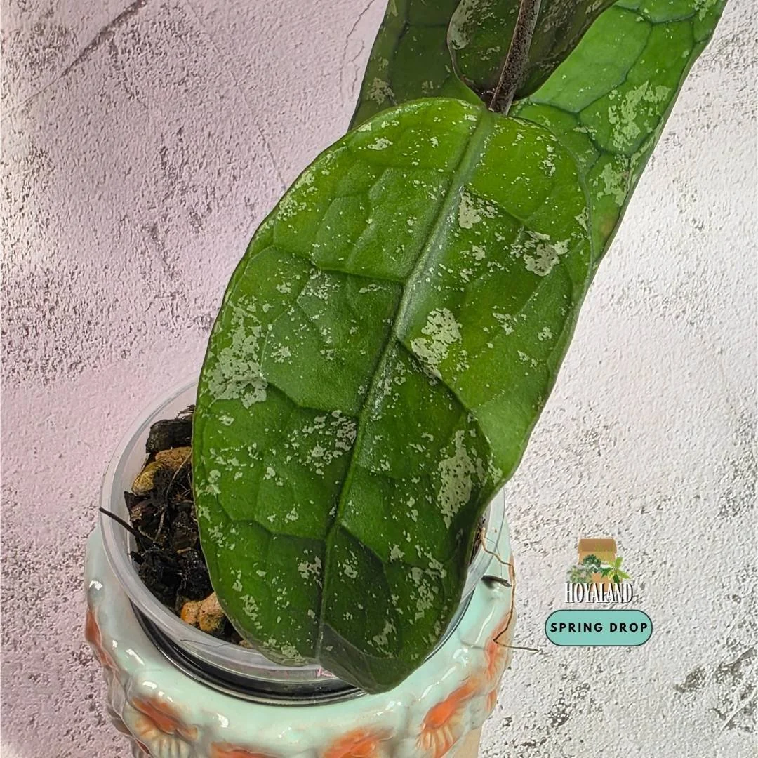 Hoya clemensiorum round leaf splash (4).jpg