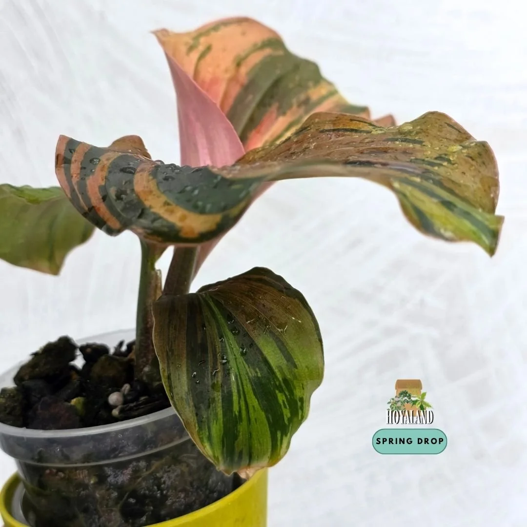 Kaempferia pulchra variegata.jpg