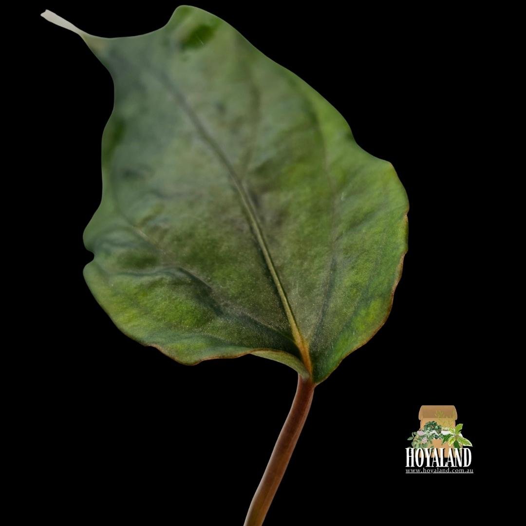 Anthurium midnight velvet (3).jpg