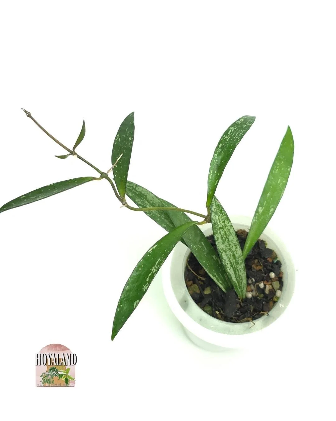 Hoya Tanggamus bamboo (4).jpg