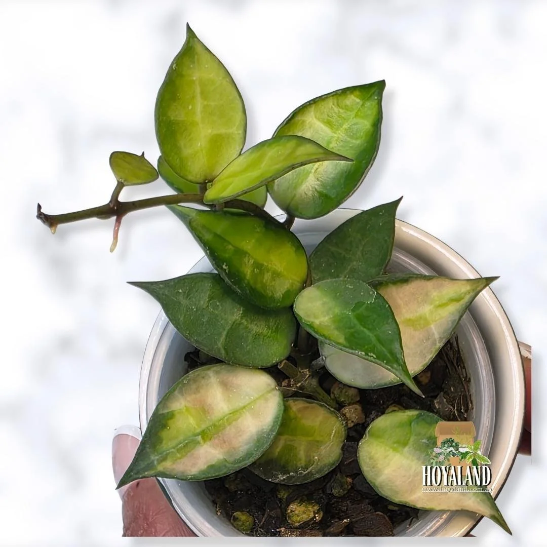 ⛄ Hoya lacunosa (red) | Rare Variety