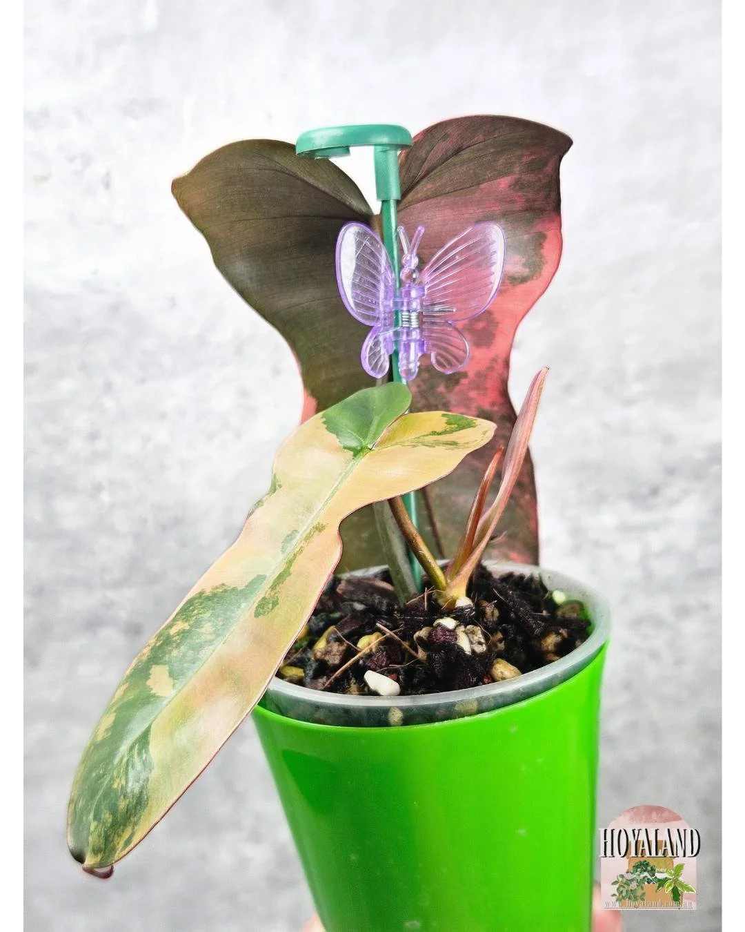 Philodendron Brown Beauty (2).jpg