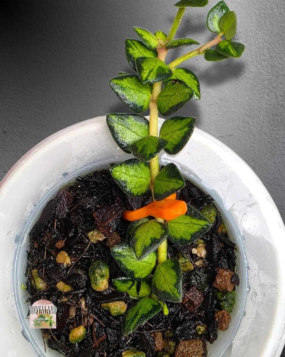 Hoya chinghungensis variegata (4).jpg