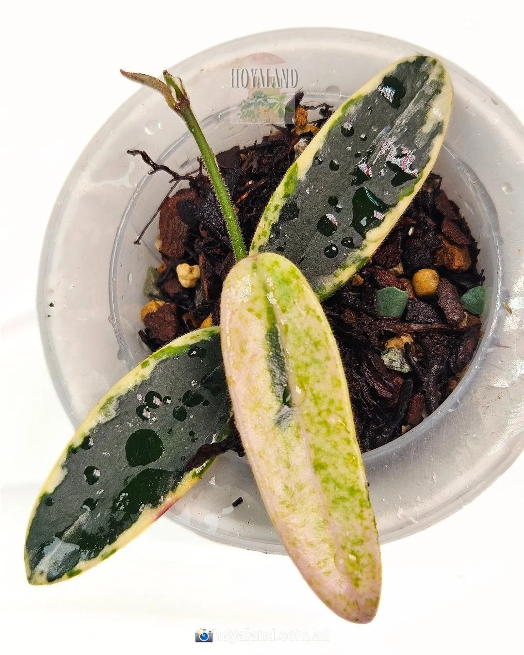 Hoya lyi prism A (3).jpg