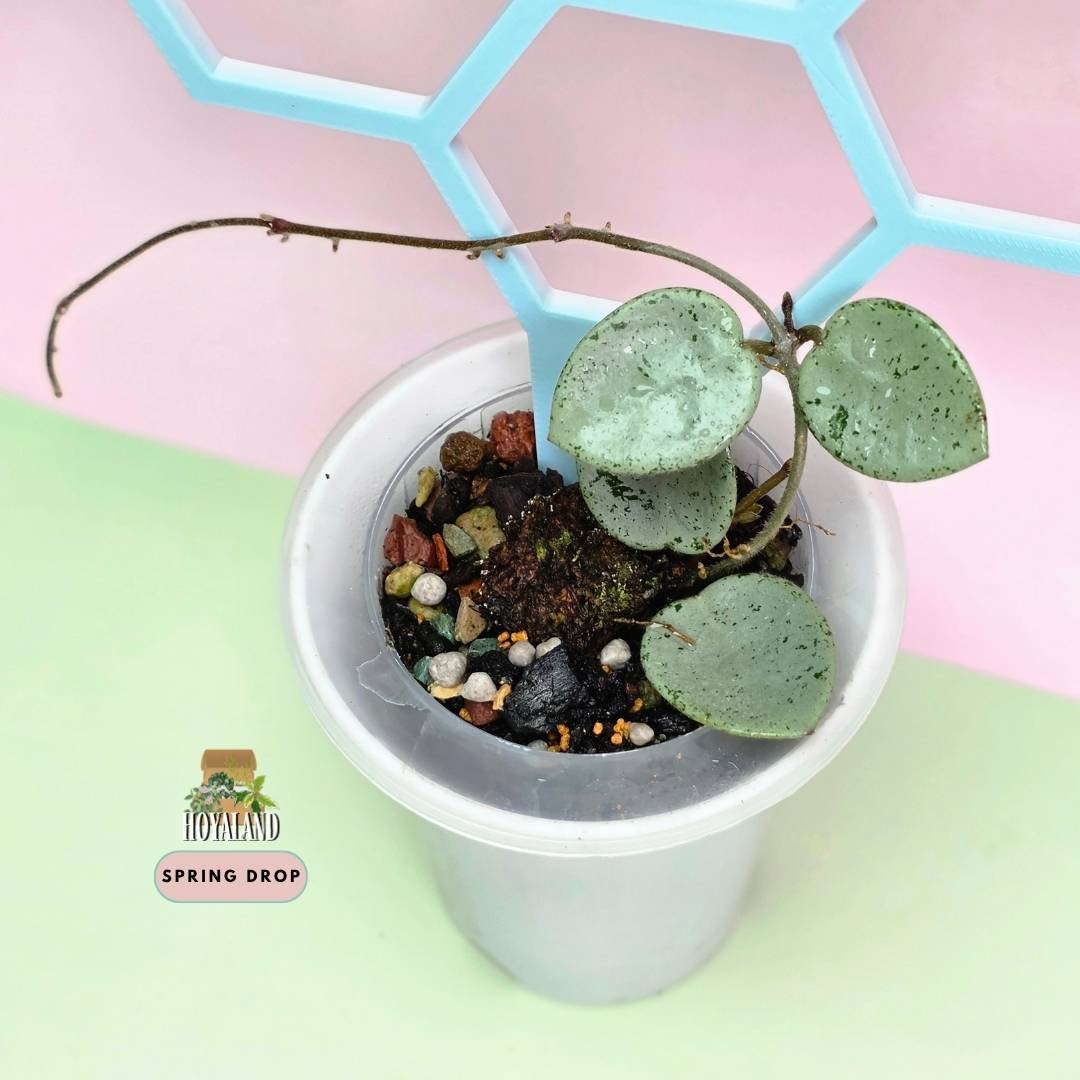 hoya mathilde silver indo grey fairy C (3).jpg